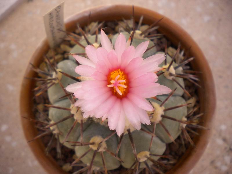 Echinocactus horizonthalonius 