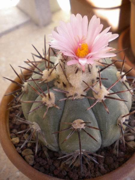 Echinocactus horizonthalonius 