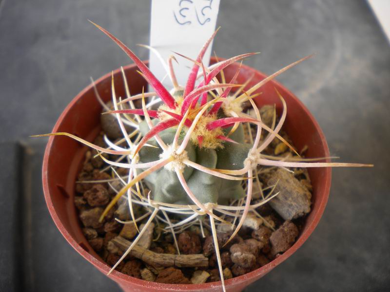 Echinocactus polycephalus 