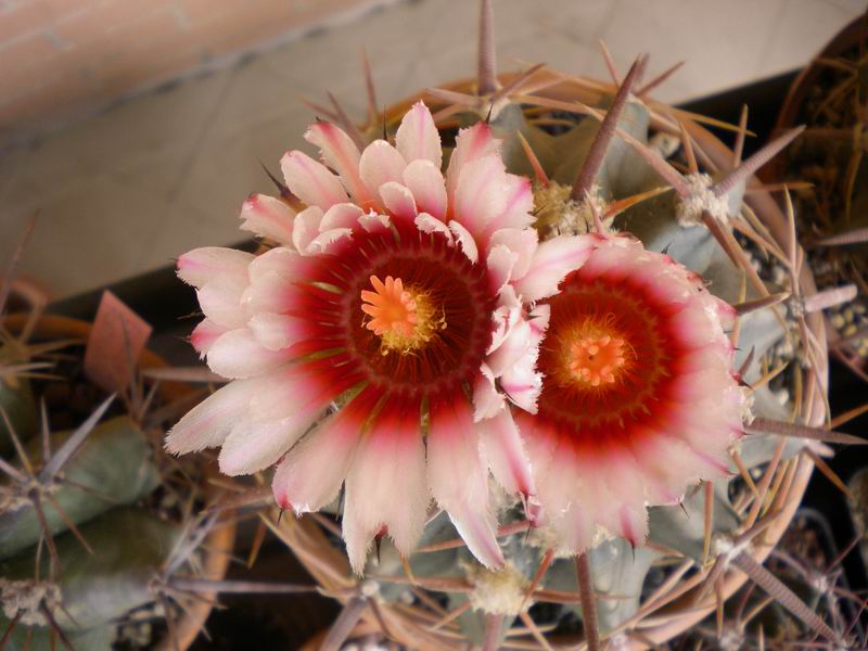 Echinocactus texensis 