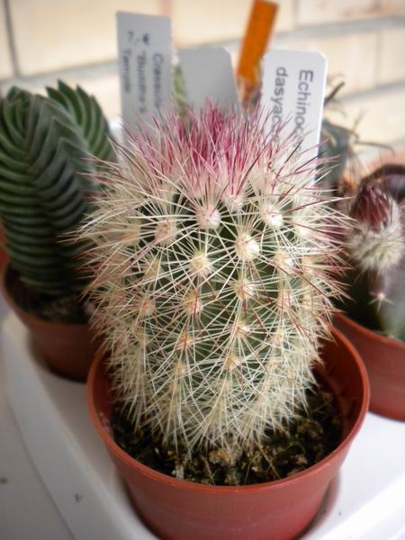 Echinocereus dasyacanthus 