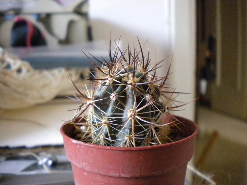 Echinocereus ferreirianus ssp. lindsayi 