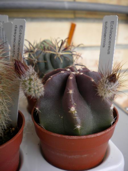 Echinocereus subinermis 