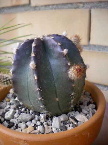 Echinocereus subinermis 