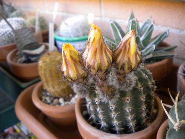 Echinopsis aurea 