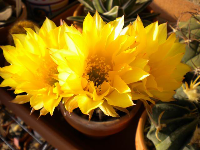 Echinopsis aurea 