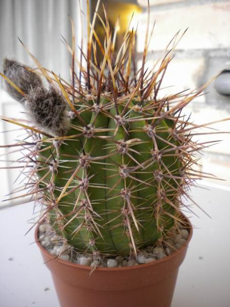 Echinopsis aurea 