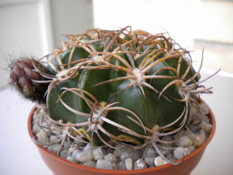 Echinopsis obrepanda 