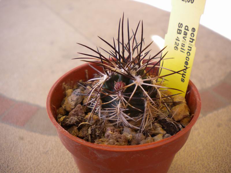 Echinocereus viridiflorus v. davisii SB426