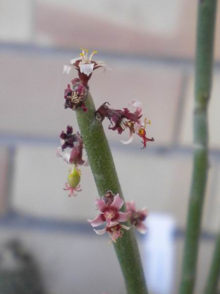 Euphorbia antisyphilitica 