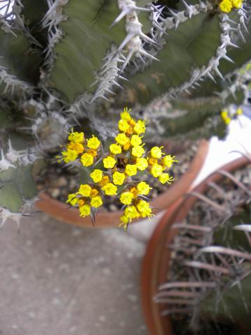Euphorbia polyacantha 