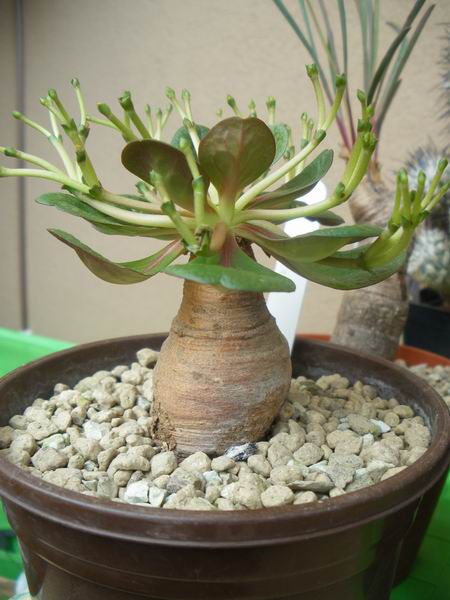 Euphorbia ecklonii 