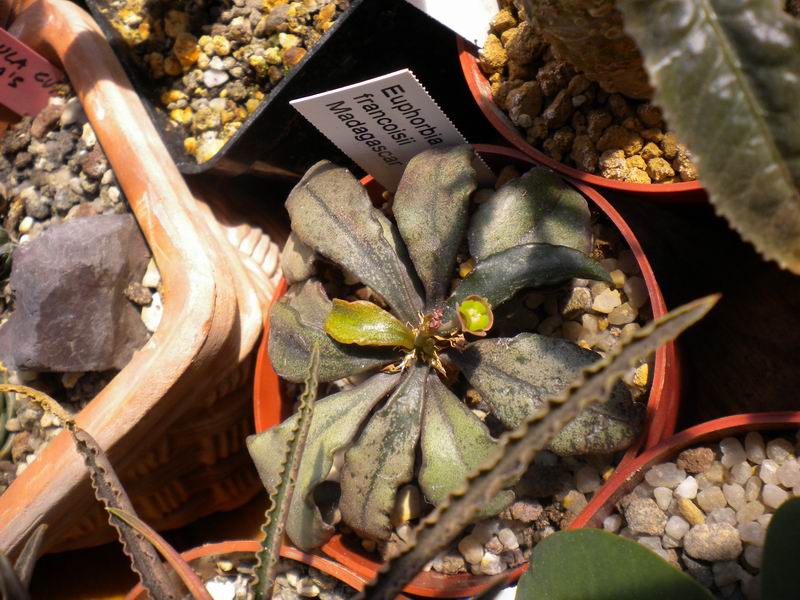 Euphorbia francoisii 