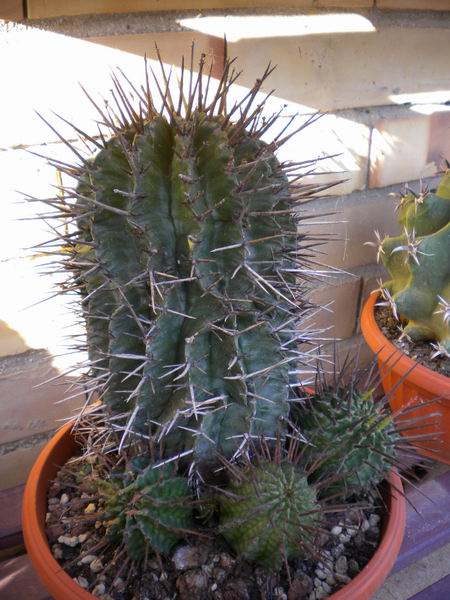 euphorbia horrida 