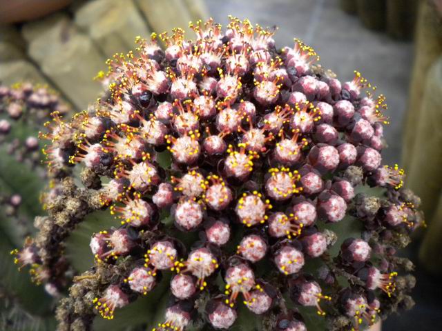 Euphorbia polygona 