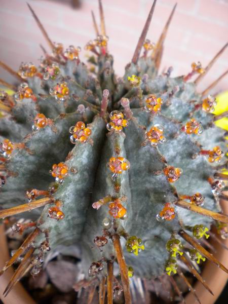 Euphorbia horrida 