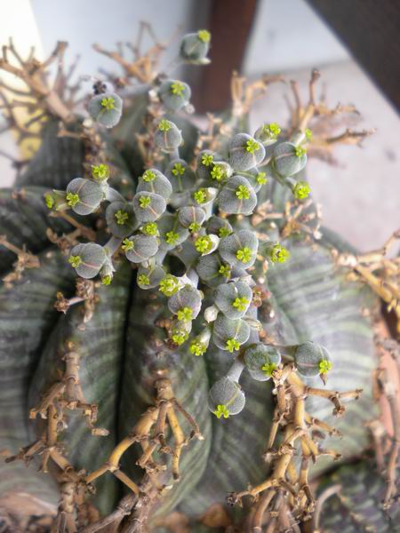 Euphorbia meloformis 