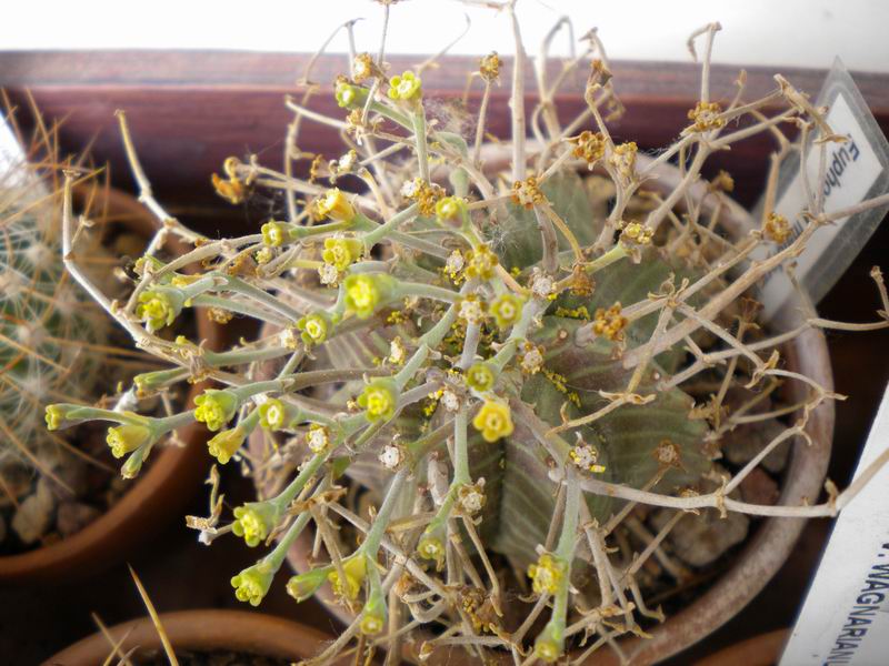 Euphorbia meloformis 