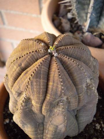 euphorbia obesa 