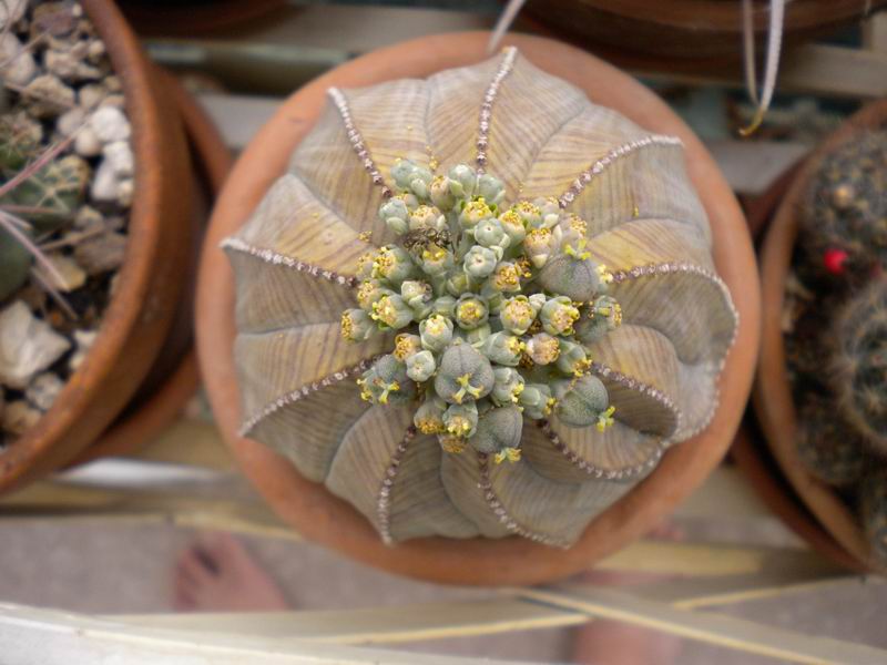 Euphorbia obesa 