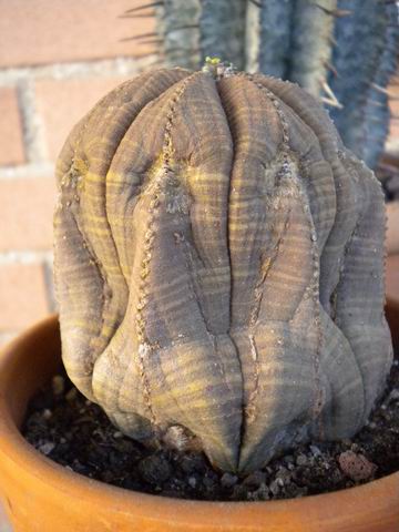 euphorbia obesa 