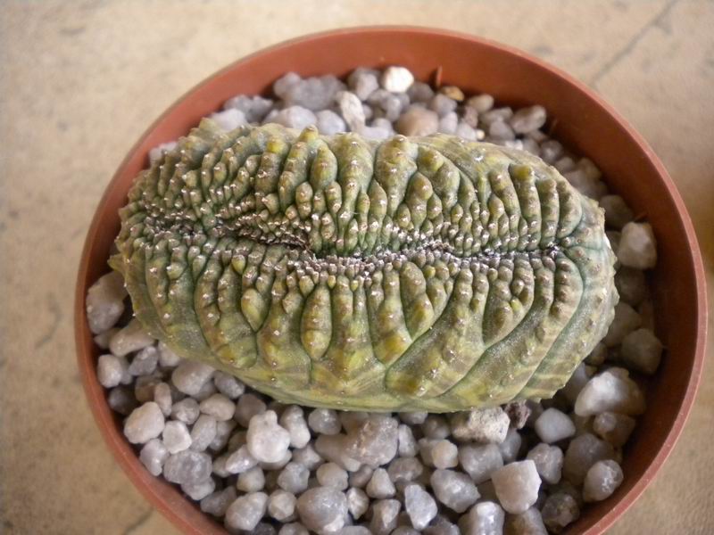 euphorbia obesa f. cristata