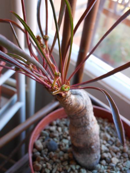 Euphorbia silenifolia 