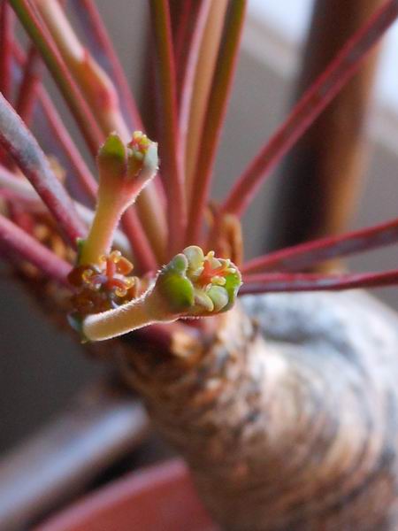 Euphorbia silenifolia 