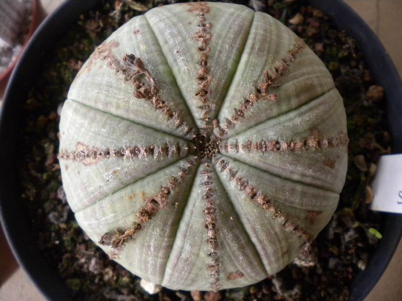 Euphorbia symmetrica 