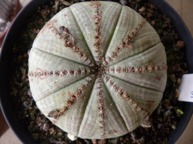 euphorbia symmetrica