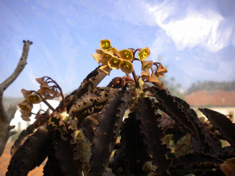 Euphorbia suzannae-marnierae 