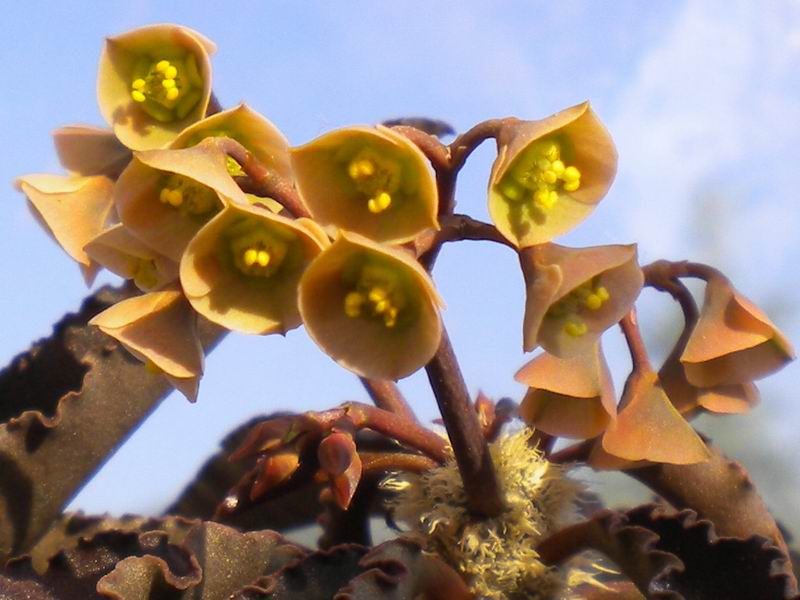 Euphorbia suzannae-marnierae 