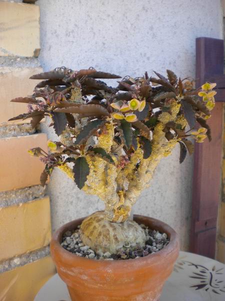 Euphorbia suzannae-marnierae 