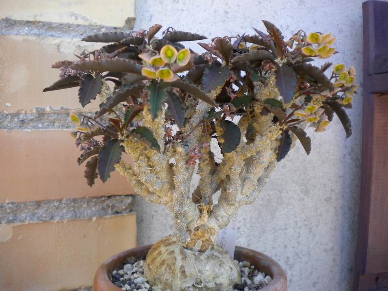 Euphorbia suzannae-marnierae 