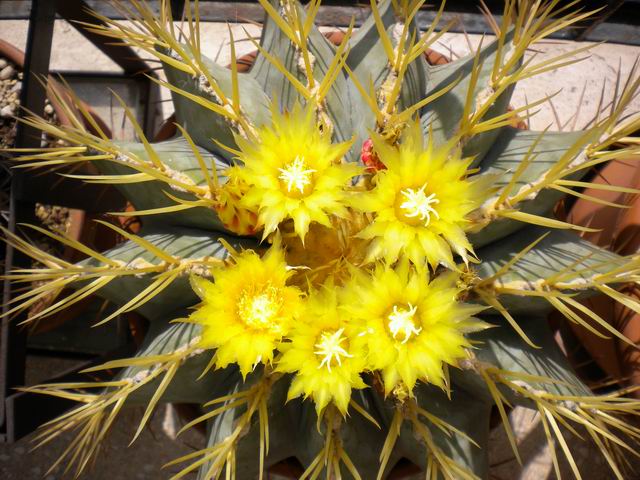 Ferocactus glaucescens 