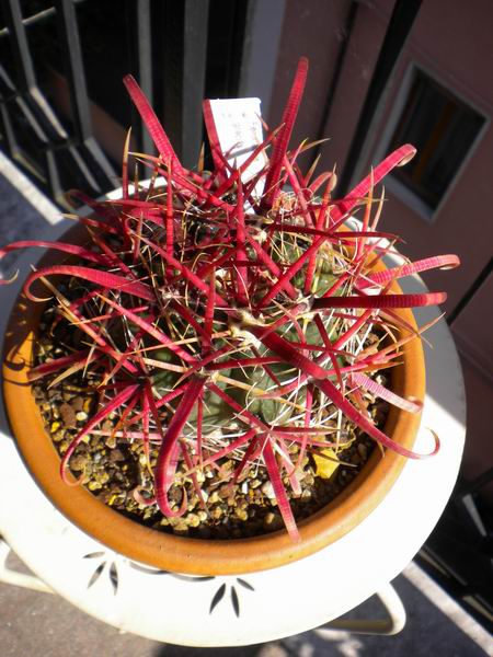 Ferocactus gracilis 