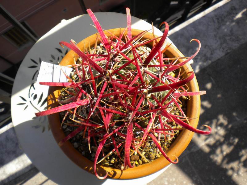 Ferocactus gracilis 