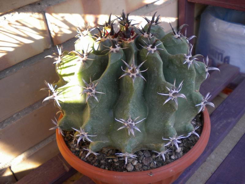 Ferocactus horridus f. brevispinus 