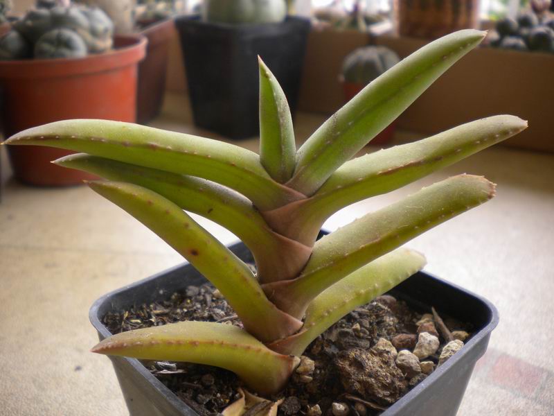 gasteria rawlinsonii