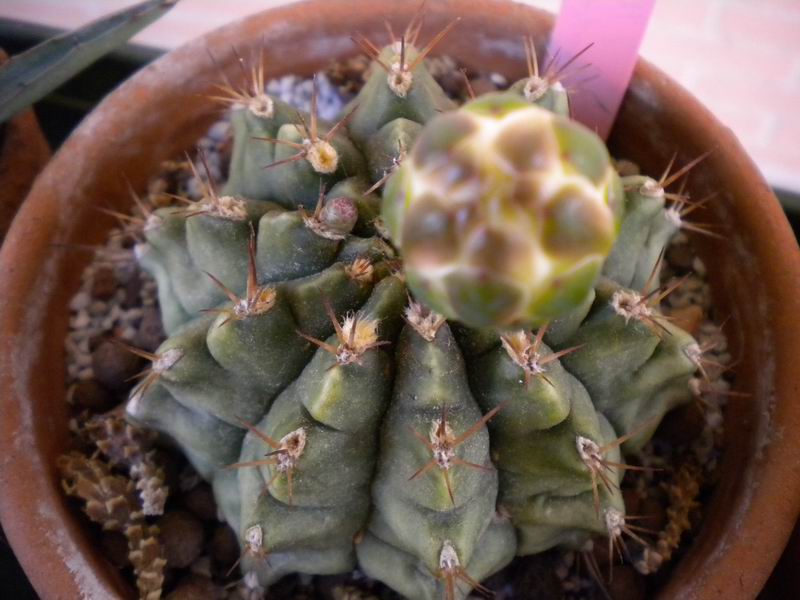 Gymnocalycium anisitsii 