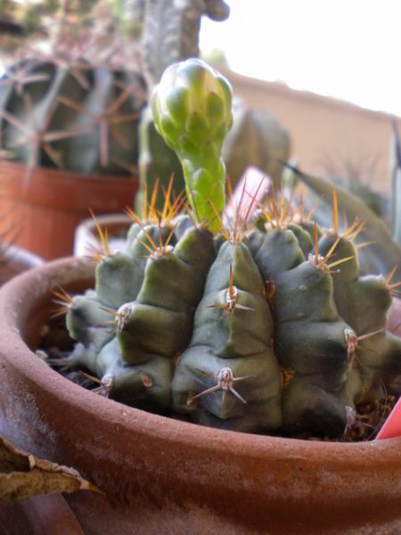 Gymnocalycium anisitsii 