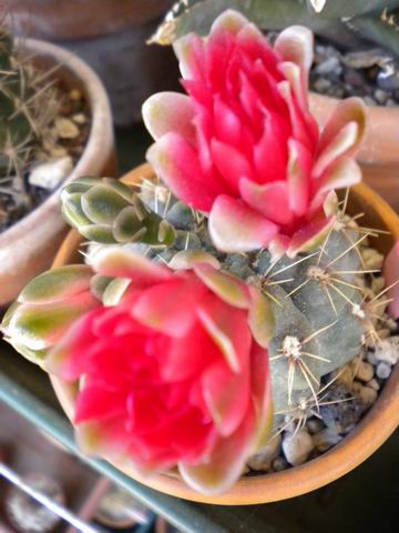 Gymnocalycium baldianum 