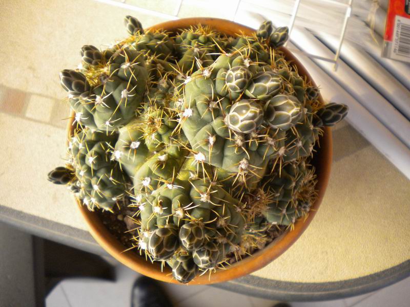 Gymnocalycium quehlianum 