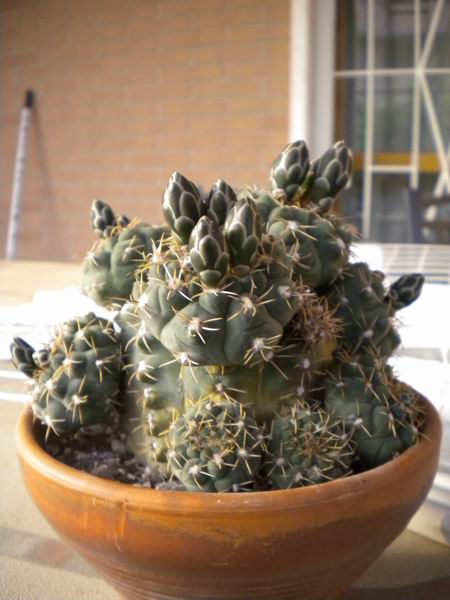 Gymnocalycium quehlianum 