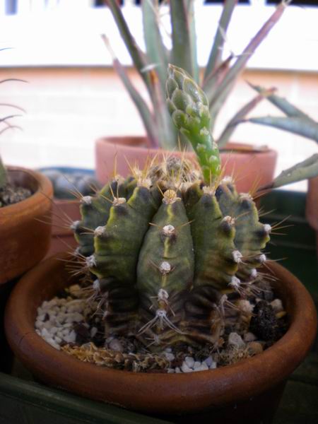 Gymnocalycium mihanovichii 