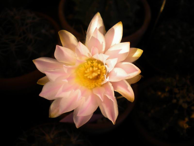 gymnocalycium monvillei ssp. achirasense