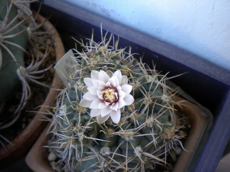 Gymnocalycium odoratum 