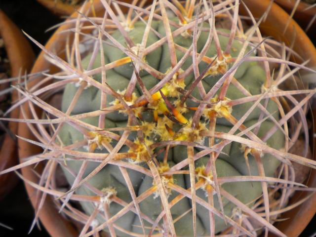 Gymnocalycium spegazzinii ssp. cardenasianum 