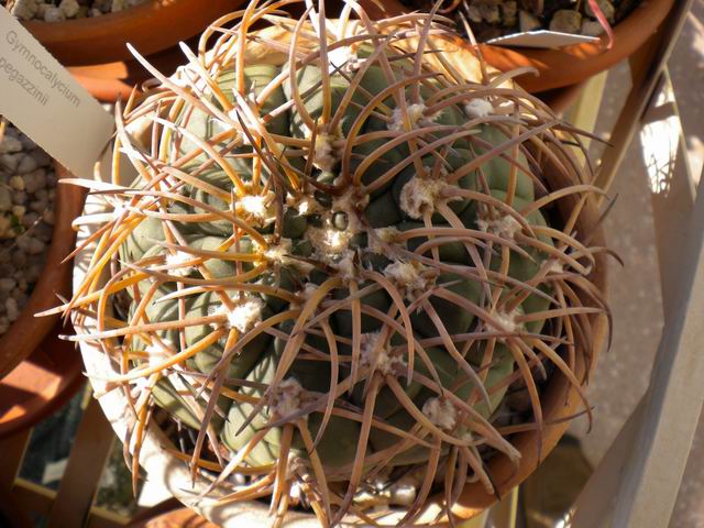 Gymnocalycium spegazzinii 