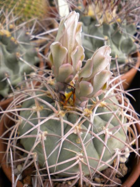 Gymnocalycium spegazzinii ssp. cardenasianum 